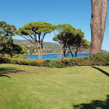 Les Eucalyptus * Le Rayol-Canadel-sur-Mer